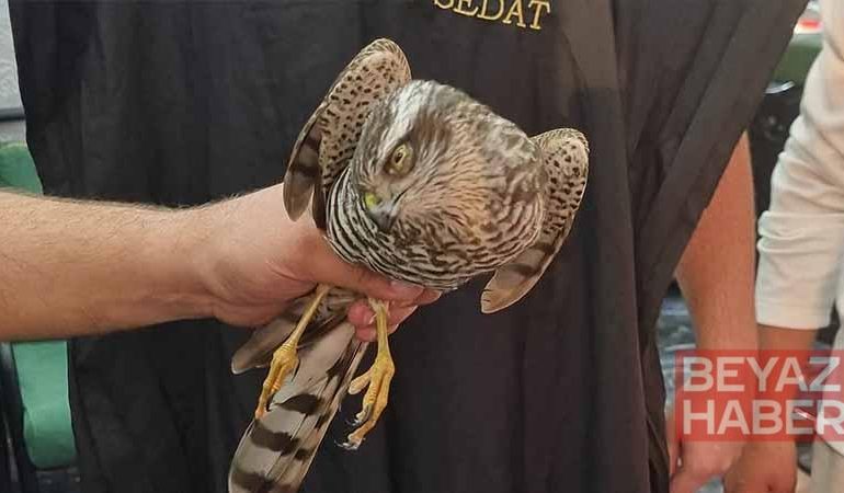 Atmaca, kuşu avlamak için berber dükkanına girdi