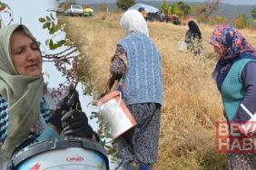 Dağlarda kendiliğinden yetişiyor: 78 yaşındaki nine yıllardır topluyor! 'Bol olduğu için kendimiz yemeyip satıyoruz'