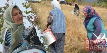 Dağlarda kendiliğinden yetişiyor: 78 yaşındaki nine yıllardır topluyor! 'Bol olduğu için kendimiz yemeyip satıyoruz'