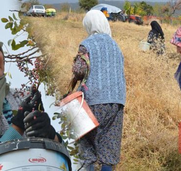 Dağlarda kendiliğinden yetişiyor: 78 yaşındaki nine yıllardır topluyor! 'Bol olduğu için kendimiz yemeyip satıyoruz'