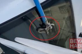 Diyarbakır'da otomobilin bagajına giren yılanı esnaf çıkardı