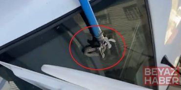 Diyarbakır'da otomobilin bagajına giren yılanı esnaf çıkardı
