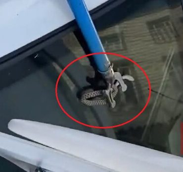 Diyarbakır'da otomobilin bagajına giren yılanı esnaf çıkardı