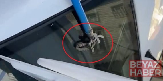 Diyarbakır'da otomobilin bagajına giren yılanı esnaf çıkardı