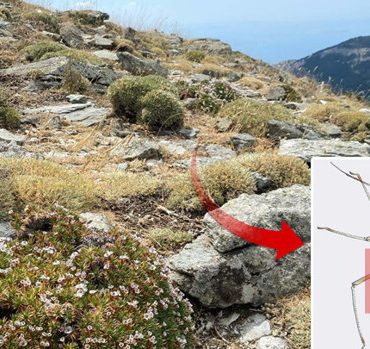 Uluslararası dergide yayınlanan keşif! Kaz Dağlarında yeni bir böcek türü bulundu