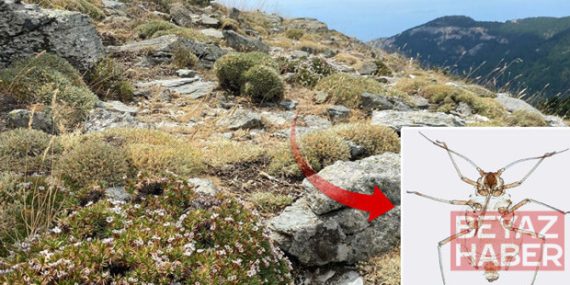 Uluslararası dergide yayınlanan keşif! Kaz Dağlarında yeni bir böcek türü bulundu