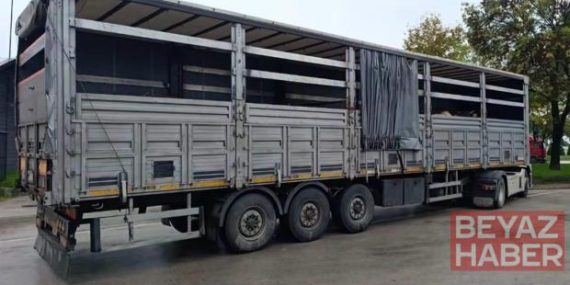 Sevk belgeleri olmayan 29 büyükbaş karantinaya alındı