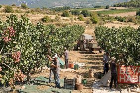 Türkiye'nin gözbebeğine Fransızlar el koydu: Bağları söküp onu dikmeye başladılar