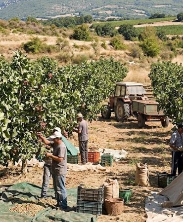 Türkiye'nin gözbebeğine Fransızlar el koydu: Bağları söküp onu dikmeye başladılar