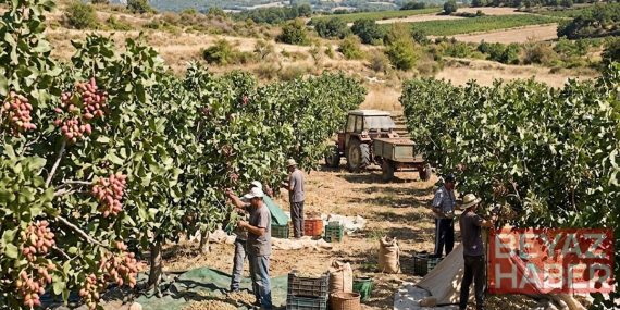 Türkiye'nin gözbebeğine Fransızlar el koydu: Bağları söküp onu dikmeye başladılar