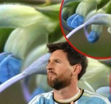 Messi'nin ismi bitkiye verildi!