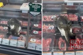 Zincir markette mide bulandıran görüntüler: Kasap reyonuna giren kedi tezgahtaki etleri yedi
