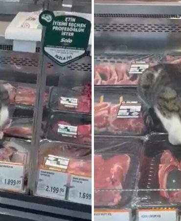 Zincir markette mide bulandıran görüntüler: Kasap reyonuna giren kedi tezgahtaki etleri yedi