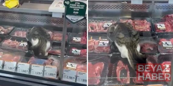 Zincir markette mide bulandıran görüntüler: Kasap reyonuna giren kedi tezgahtaki etleri yedi