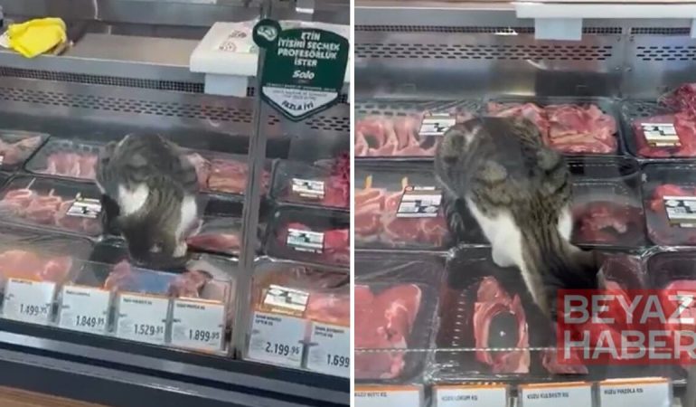 Zincir markette mide bulandıran görüntüler: Kasap reyonuna giren kedi tezgahtaki etleri yedi