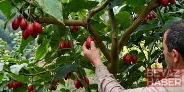 Domatesler salkım salkım ağaçtan hasat ediliyor: Kilosu çok pahalı