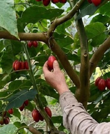 Domatesler salkım salkım ağaçtan hasat ediliyor: Kilosu çok pahalı