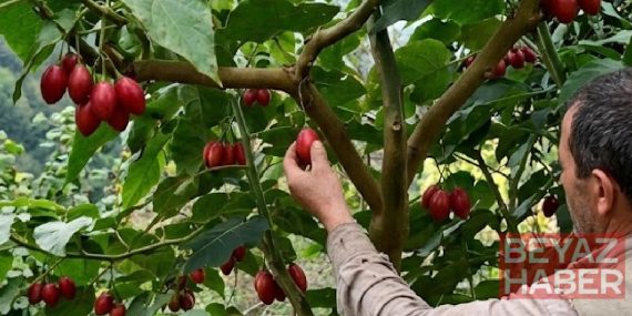 Domatesler salkım salkım ağaçtan hasat ediliyor: Kilosu çok pahalı