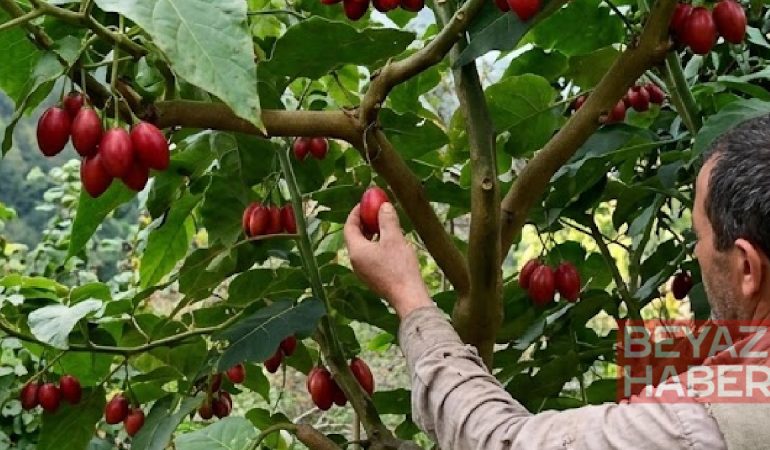 Domatesler salkım salkım ağaçtan hasat ediliyor: Kilosu çok pahalı