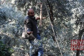 Türkiye’nin bir bölgesinde yetişiyor: 700 tonunu toplamak için 12 metreye çıkıyorlar