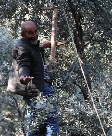 Türkiye’nin bir bölgesinde yetişiyor: 700 tonunu toplamak için 12 metreye çıkıyorlar