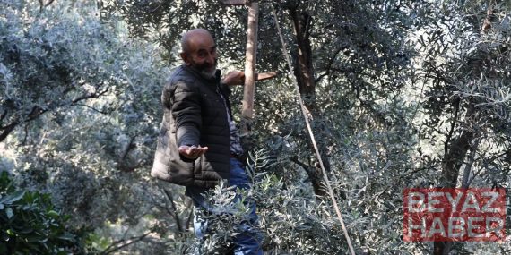 Türkiye’nin bir bölgesinde yetişiyor: 700 tonunu toplamak için 12 metreye çıkıyorlar