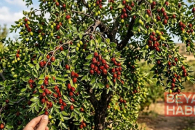 Çinlilerin gözdesi Türkiye’de tezgâhlara düştü: Kilosu 300 lira