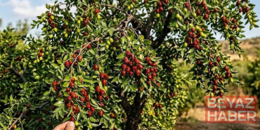 Çinlilerin gözdesi Türkiye’de tezgâhlara düştü: Kilosu 300 lira