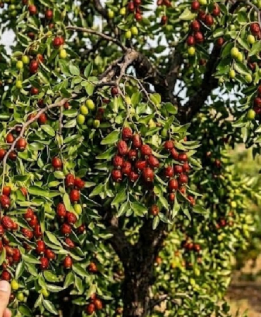 Çinlilerin gözdesi Türkiye’de tezgâhlara düştü: Kilosu 300 lira