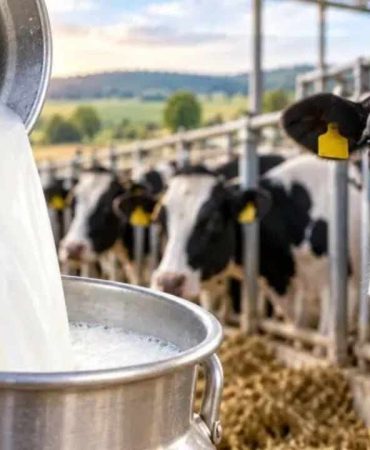 İnek sütü içen milyonları ilgilendiriyor