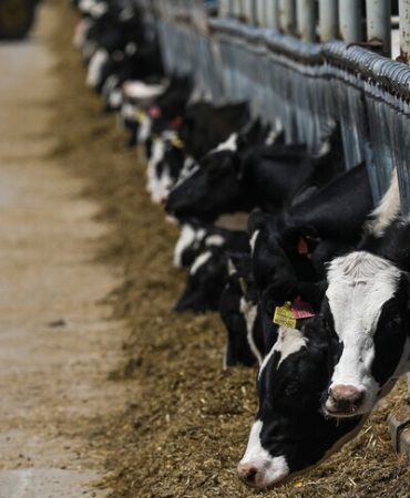 Toplanan inek sütü miktarı ağustosta 1 milyon 21 bin 399 ton oldu