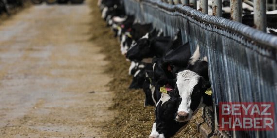 Toplanan inek sütü miktarı ağustosta 1 milyon 21 bin 399 ton oldu