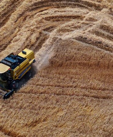 Buğday üretiminin bu yıl kişi başına 288 kilogramla yıllık ihtiyacı aşması bekleniyor