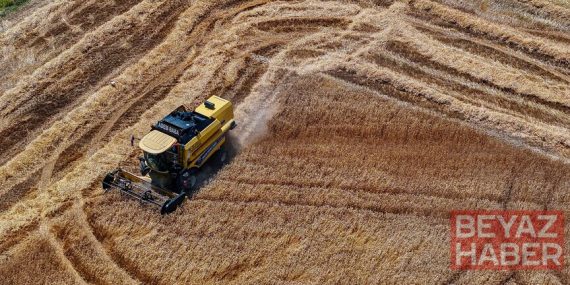 Buğday üretiminin bu yıl kişi başına 288 kilogramla yıllık ihtiyacı aşması bekleniyor