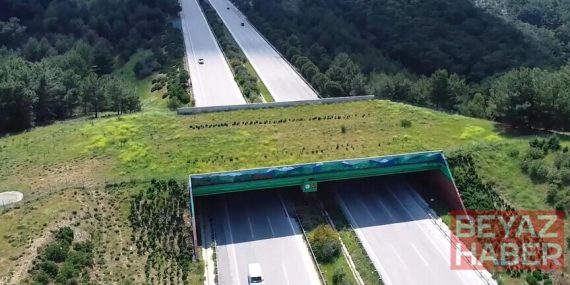 Kara ve demir yollarında 21 ekolojik köprü yapıldı