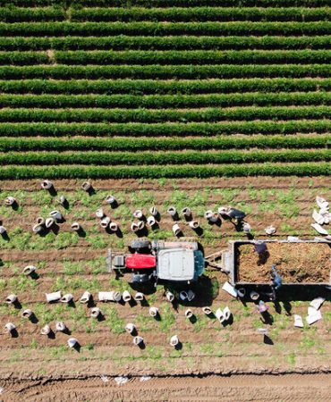 Bütçeden tarımsal desteklere gelecek yıl için 235 milyar lira ayrıldı