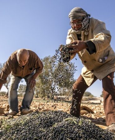İklim değişikliği Afrika'da tarım yöntemlerini dönüştürüyor