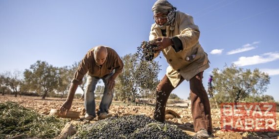 İklim değişikliği Afrika'da tarım yöntemlerini dönüştürüyor