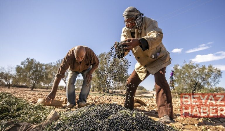 İklim değişikliği Afrika'da tarım yöntemlerini dönüştürüyor