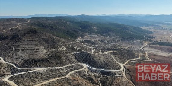 Eber Gölü'ndeki sazlık ve Sarıcaova'daki yanan ormanlarda yaban hayatı izleniyor