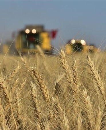 TMO, bu ay piyasaya 5,5 milyon ton buğday arz edecek