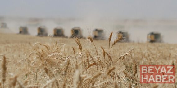 Buğday fiyatları eylülde 27 ayın en hızlı düşüşünü kaydetti