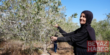 Batı Şeria'daki Rantisli çiftçiler yabancı aktivistler eşliğinde iki yıl sonra zeytin hasadına döndü