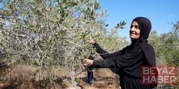 Batı Şeria'daki Rantisli çiftçiler yabancı aktivistler eşliğinde iki yıl sonra zeytin hasadına döndü