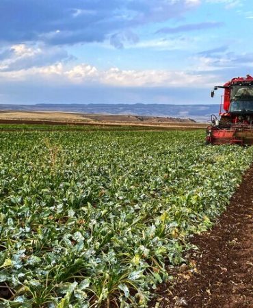 Pancar üreticisi çiftçilerin hesaplarına 5'inci avans ödemeleri aktarıldı